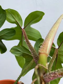 (Category: ) located in . Submitted by worldtreeplants (Listing ID 1142953960, Image 1). Description: .