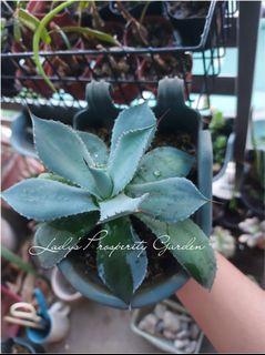 Succulent Blue Agave