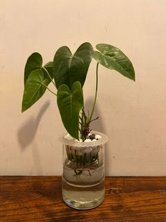 （分類：）位於 。 由 magicspocket 提交（商品編號 1142965934，圖片 1）。簡介： 。
