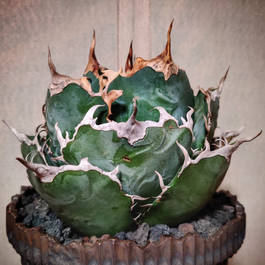 母本級別） 白鯨Agave titanota 'Hakugei' 控養龍舌蘭正版日系白鯨嚴 