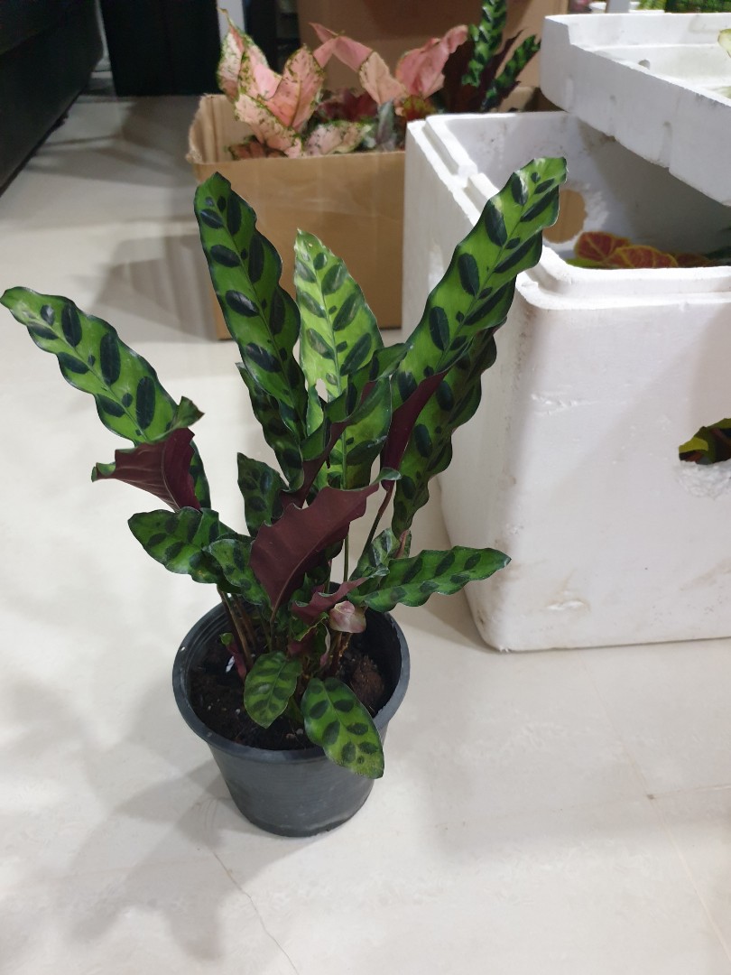 Calathea Rattlesnake, Furniture & Home Living, Gardening, Plants