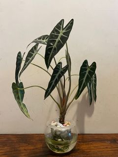 （分類：）位於 。 由 magicspocket 提交（商品編號 1143159803，圖片 1）。簡介： 。