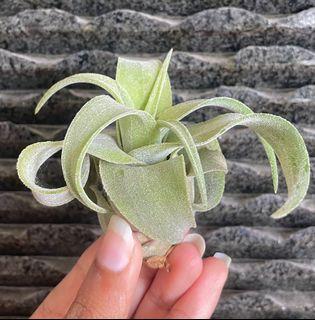 Streptophylla airplant air plant airplants air plants tillandsia