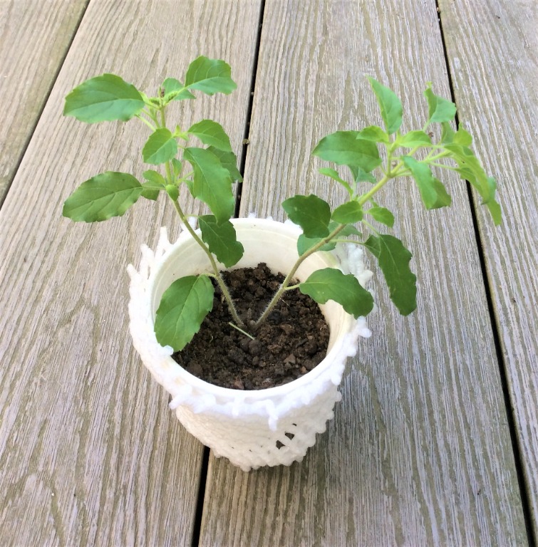 Tulsi (Holy Basil) Edible plant, Furniture & Home Living, Gardening