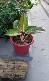 (Category: ) located in . Submitted by vittong (Listing ID 1143293231, Image 1). Description: .