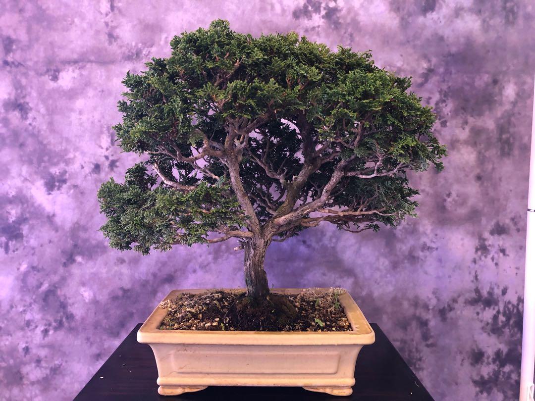 Cypress Hinoki Bonsai, Furniture & Home Living, Gardening, Plants