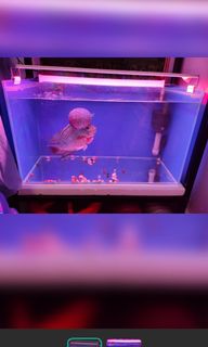 (Category: ) located in . Submitted by mode101 (Listing ID 1143391195, Image 1). Description: .