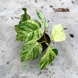 (Category: ) located in . Submitted by rumahteduhipoh (Listing ID 1143423668, Image 1). Description: .