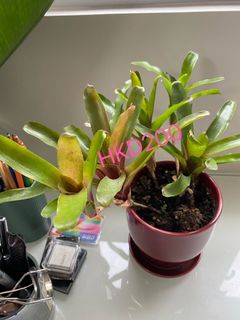（分類：）位於 。 由 adada007 提交（商品編號 1143377747，圖片 1）。簡介： 。