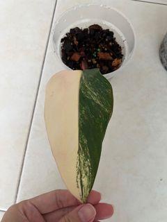 Philodendron Strawberry Shake Cutting