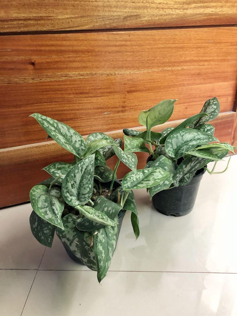 Plants for Sala (Marikina), Furniture & Home Living, Gardening, Plants