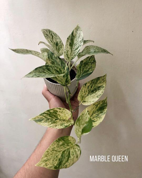 Plants for Sala (Marikina), Furniture & Home Living, Gardening, Plants