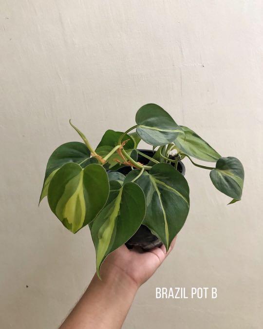 Plants for Sala (Marikina), Furniture & Home Living, Gardening, Plants