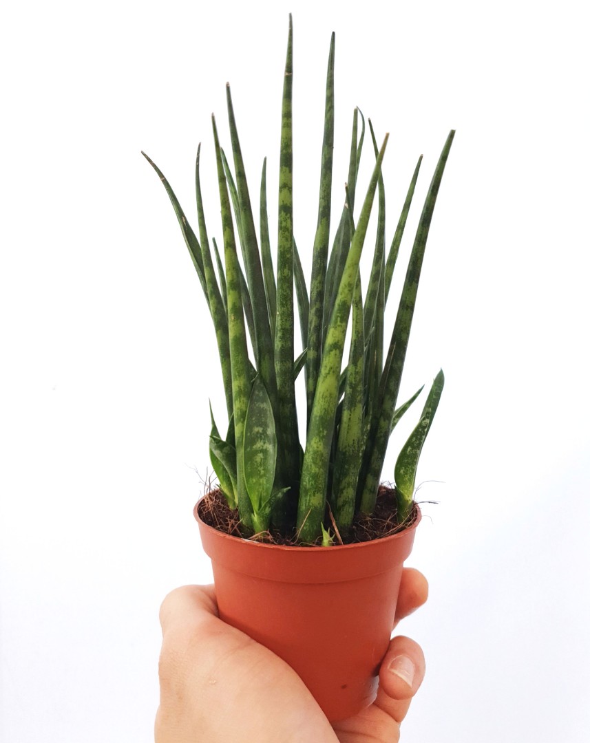 Sansevieria Fernwood Mikado Furniture Home Living Gardening Plants Seeds On Carousell