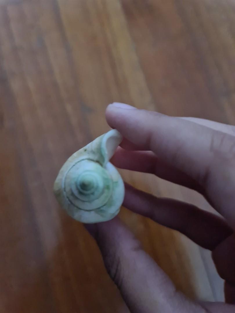 Shell (Category: Craft Supplies & Tools) located in Singapore. Submitted by abdulazizsyedsulaiman (Listing ID 1143424078, Image 3). Description: Cleansed, can be used for crafting. It may also be used as a collectible. Stains and small cracks are indicated but can last long..