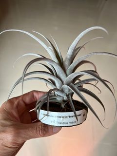 （分類：）位於 。 由 frankiefhc 提交（商品編號 1143404537，圖片 1）。簡介： 。