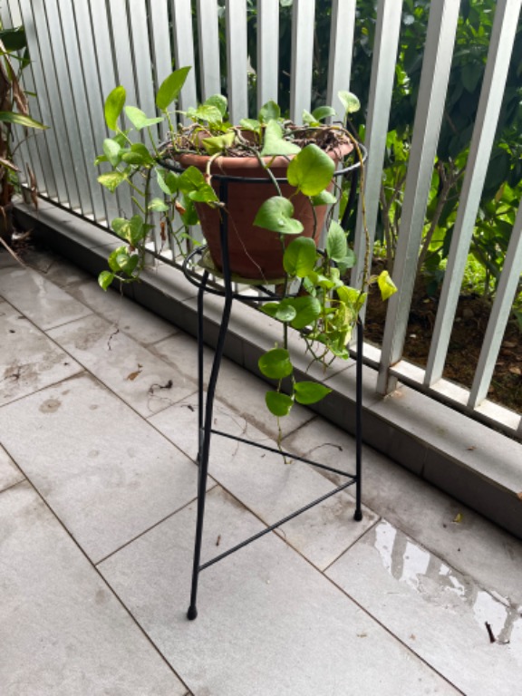 Trailing plant with stand, Furniture & Home Living, Gardening, Plants
