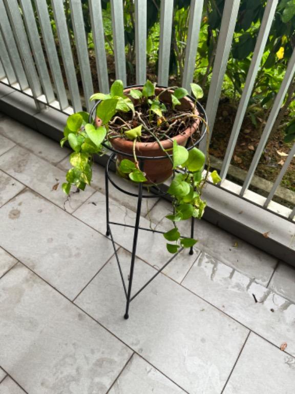Trailing plant with stand, Furniture & Home Living, Gardening, Plants