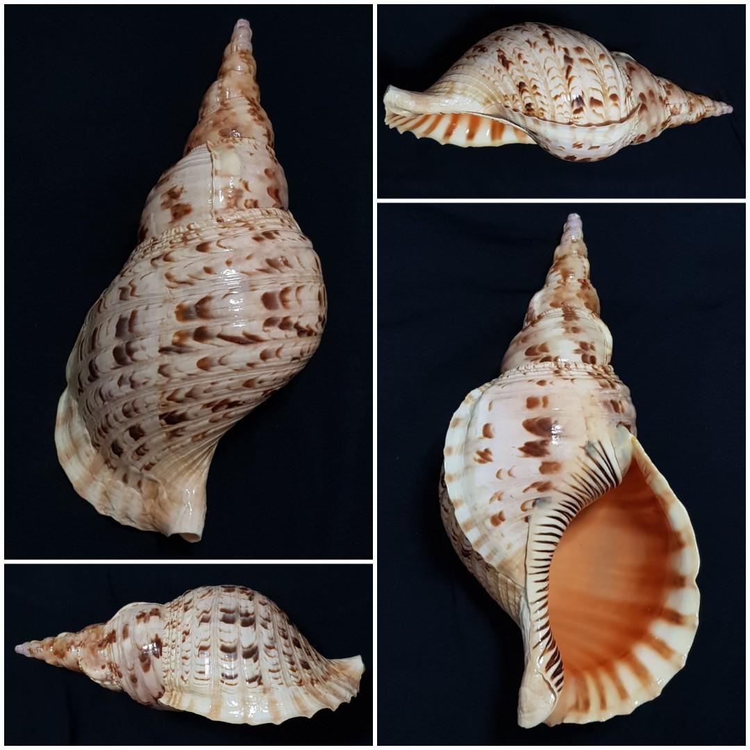 Trumpet Shell Valley Seashell Triton's trumpet shell, Hobbies & Toys, Memorabilia ...