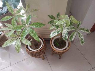 Variegated Money tree in white pot