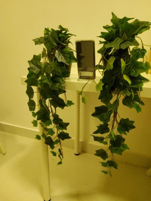 2 x Ikea FEJKA artificial ivy plants, Furniture & Home Living, Home