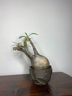 （分類：）位於 。 由 beformless 提交（商品編號 1143628402，圖片 1）。簡介： 。