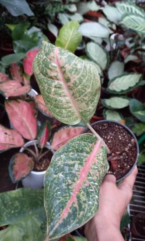Aglaonema Harlequin (Category: Plants & Seeds) located in Manila. Submitted by hexapom (Listing ID 1143664379, Image 1). Description: Top rare Aglaonema Harlequin loc: Novaliches Q.C.