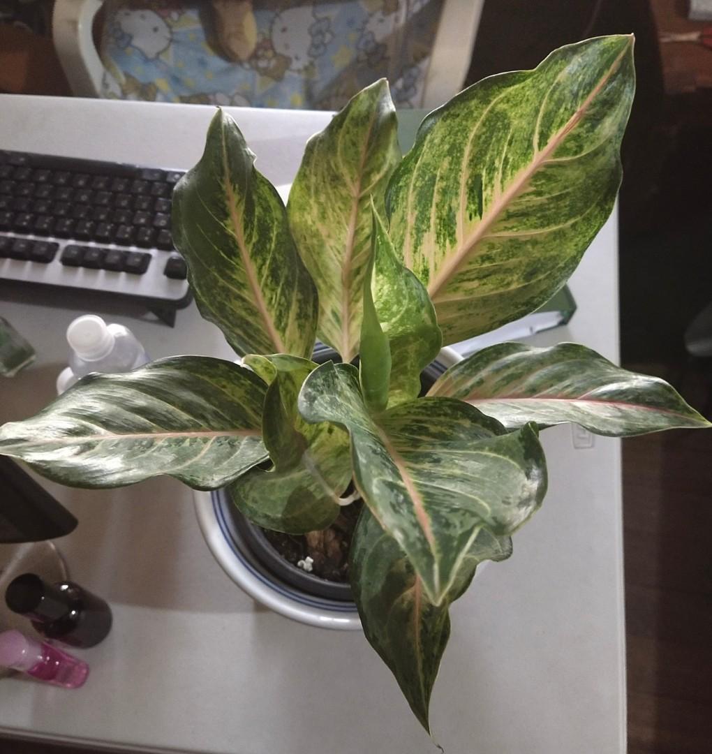 Aglaonema Siam Pearl (Category: Plants & Seeds) located in Manila. Submitted by hexapom (Listing ID 1143664573, Image 1). Description: loc: Novaliches Q.C..