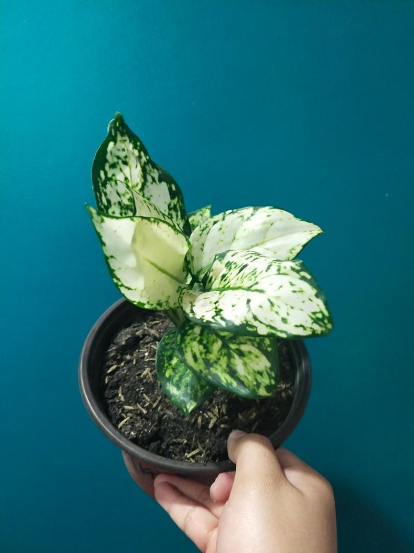 Aglaonema Super White (Category: Plants & Seeds) located in Manila. Submitted by hexapom (Listing ID 1143664493, Image 1). Description: Aglaonema Super White small loc: Novaliches Q.C..
