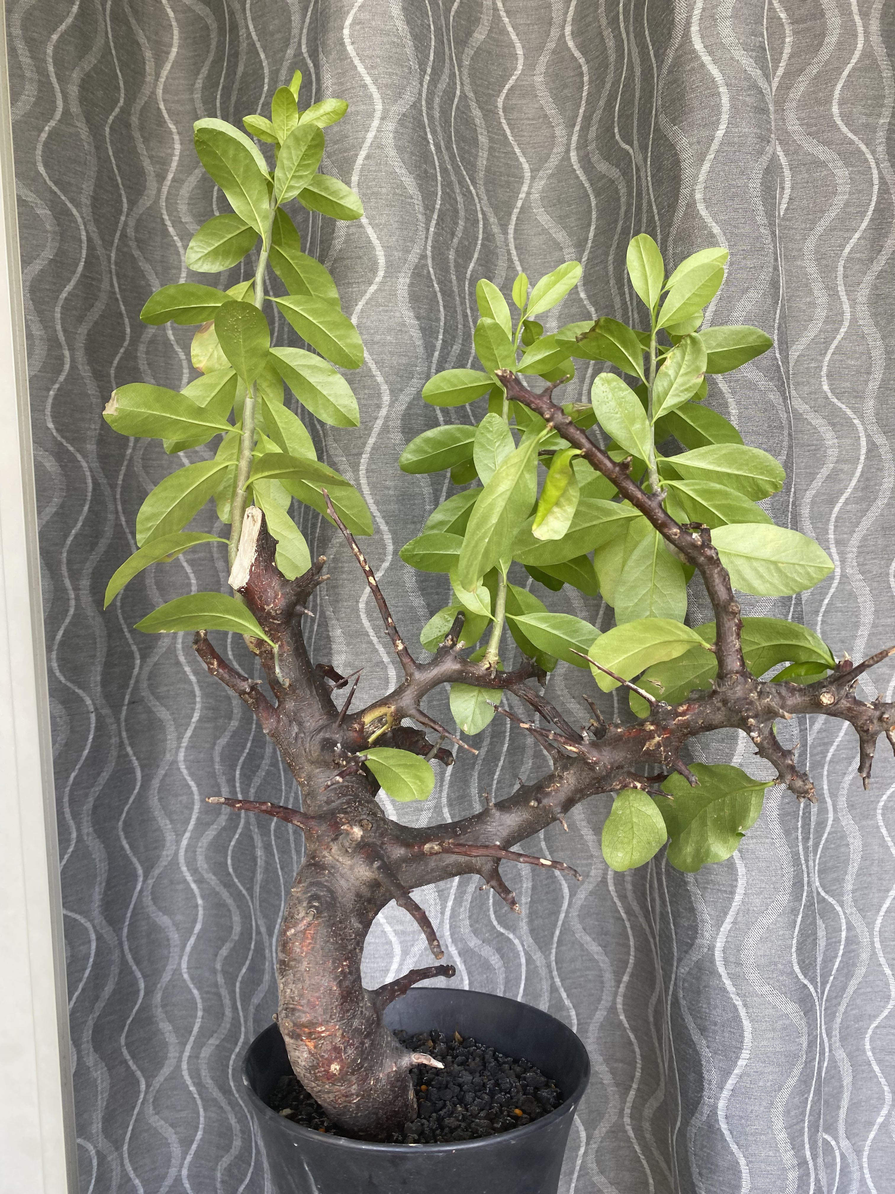 Commiphora rostrata, Furniture & Home Living, Gardening, Plants & Seeds ...