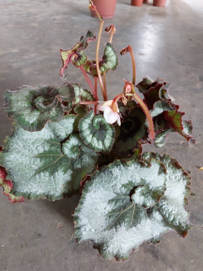 Flowering Begonia Escargot Furniture Home Living Gardening Plants Seeds On Carousell