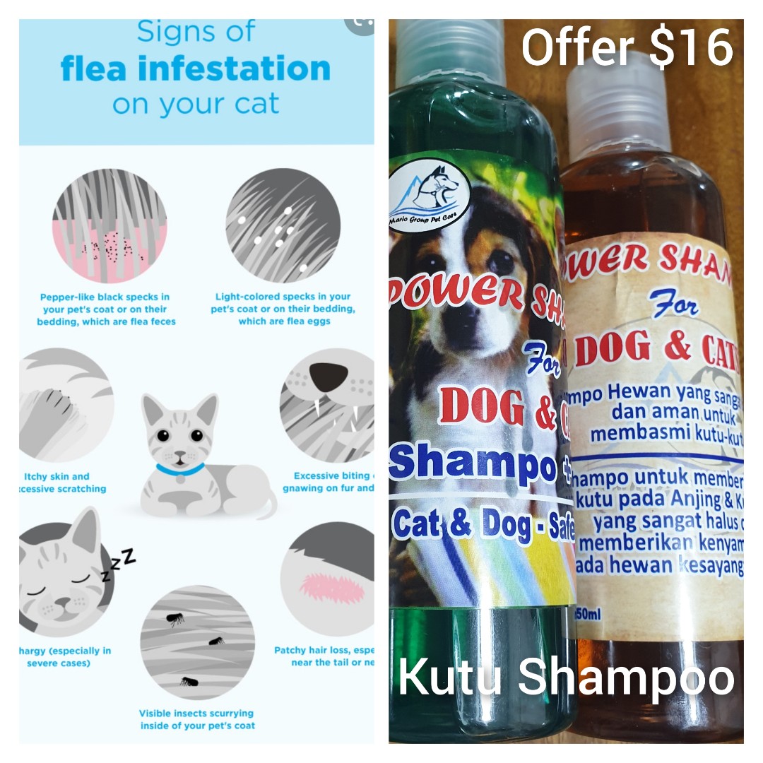 Power Shampoo Effective for Itchy Skin kutu Flea Redness of insect