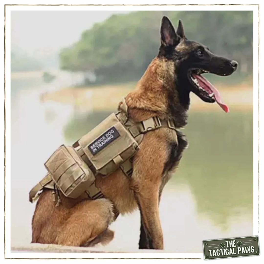 Spanker 戰術胸帶(土狼系列) Spanker Tactical Harness (Hyenas Series