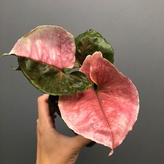 (Category: ) located in . Submitted by plant.anything (Listing ID 1143505261, Image 1). Description: .