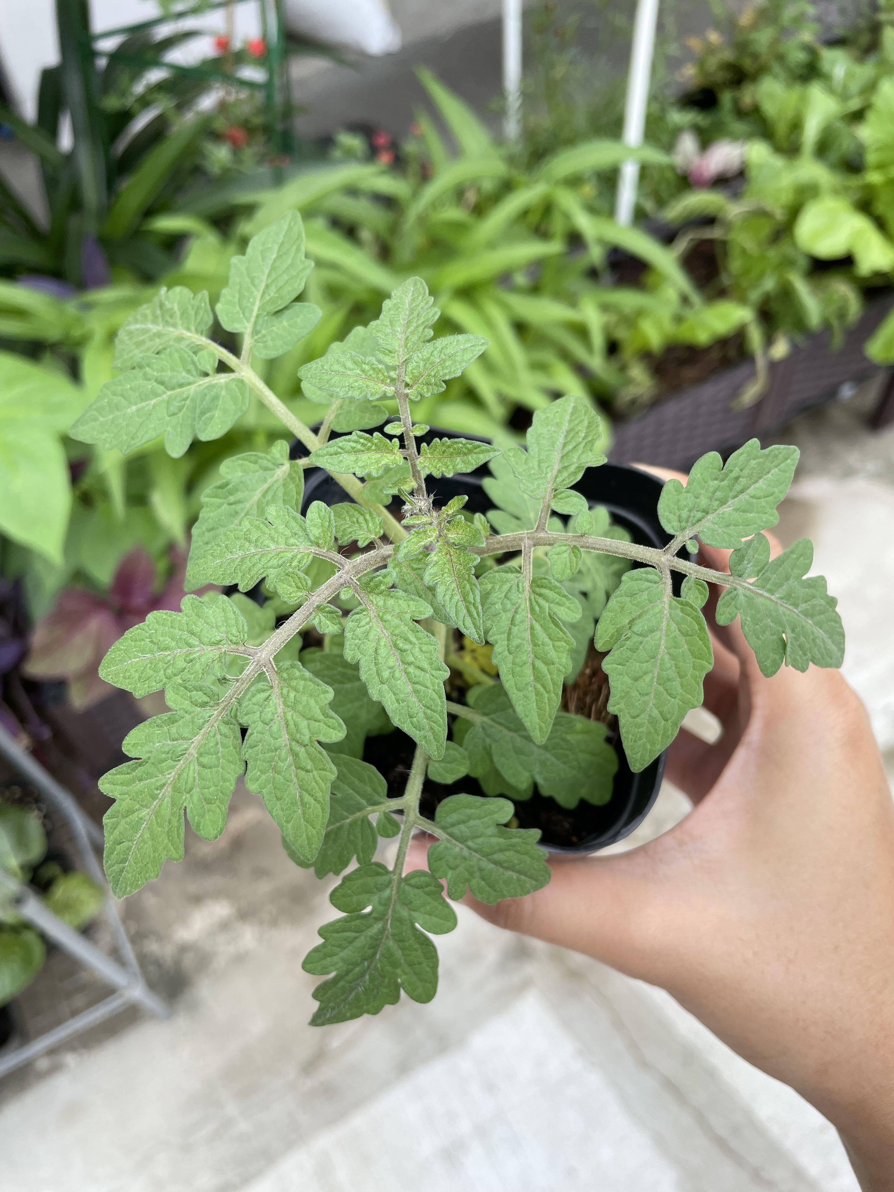 Tiny Tim Tomato Plants