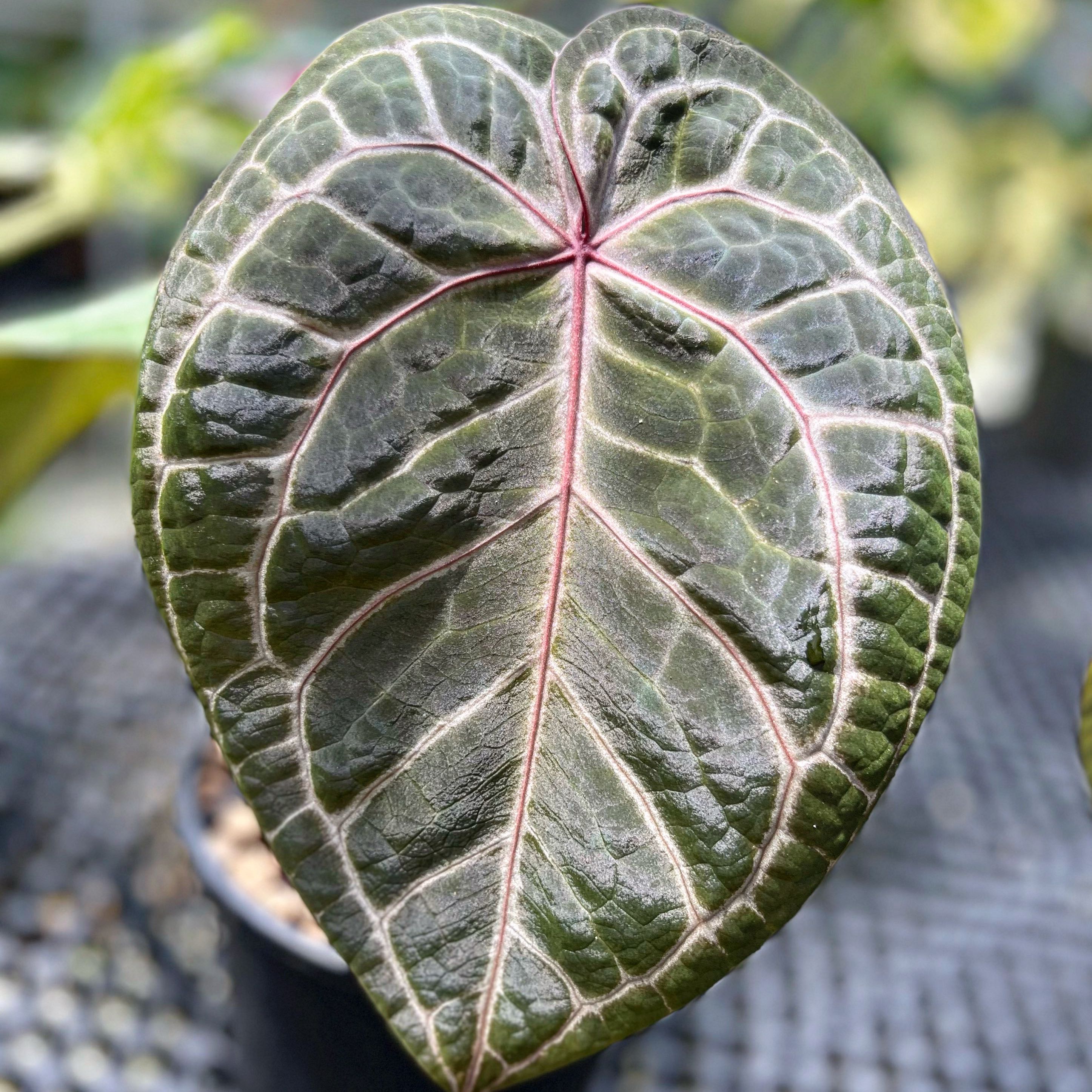 A.Crystallinum Aurea×A.(RVDP×Cooper Red)