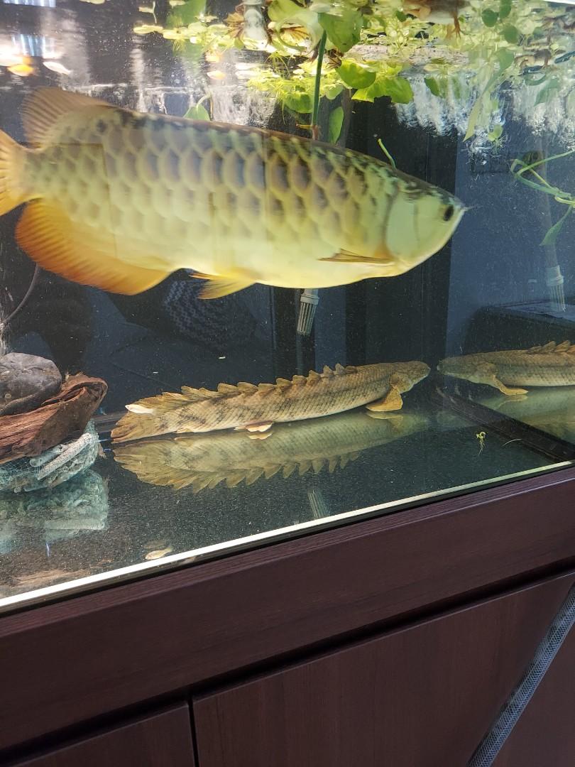 Aquarium And Pond Maintenance Services Pet Supplies Health Grooming 