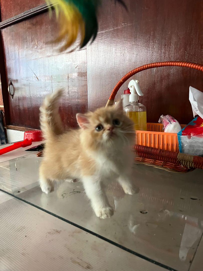 Kucing Persia Long Hair Jantan, Perlengkapan Hewan, Aksesoris Hewan di