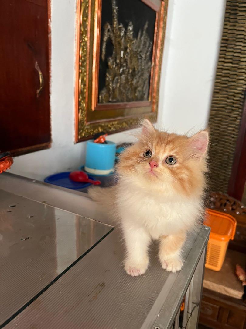 Kucing Persia Long Hair Jantan, Perlengkapan Hewan, Aksesoris Hewan di