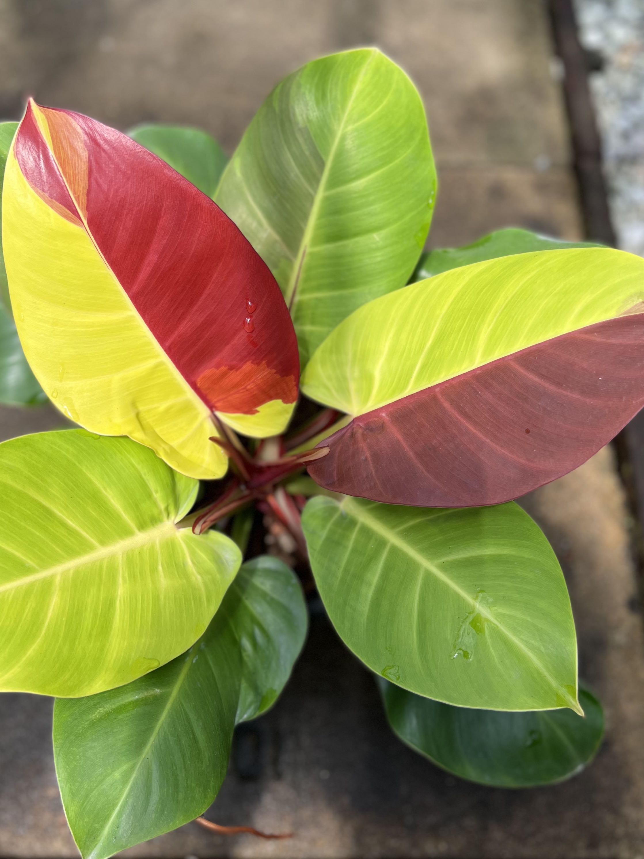 Planterboys - Philodendron Yellow Flame Variegata / Red Moon Variegata  #aroidaddicts #philodendronredmoonvariegata  #philodendronyellowflamevariegated