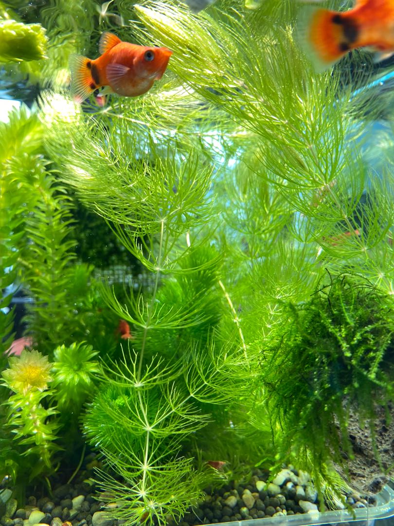 金魚藻 淡水水草 寵物用品 寵物家品及其他 Carousell