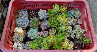 KOREAN SUCCULENTS