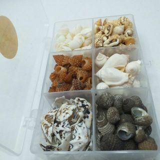Mixed Seashells kit