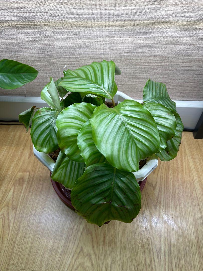 Obtusifolia (multiple mature plants in one pot) (Category: Plants & Seeds) located in Pasig City. Submitted by ben.rices (Listing ID 1144041383, Image 1). Description: Fundraising for my Cat, Moon, Vet Bills. He is confined for stones in his bladder. Thank you! .