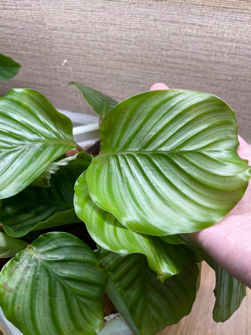 Obtusifolia (multiple mature plants in one pot) (Category: Plants & Seeds) located in Pasig City. Submitted by ben.rices (Listing ID 1144041383, Image 2). Description: Fundraising for my Cat, Moon, Vet Bills. He is confined for stones in his bladder. Thank you! .