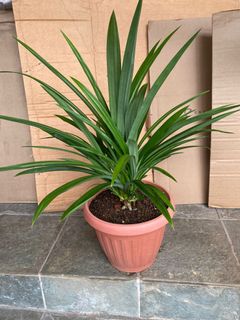 (Category: ) located in . Submitted by gardenertang (Listing ID 1143937644, Image 1). Description: .
