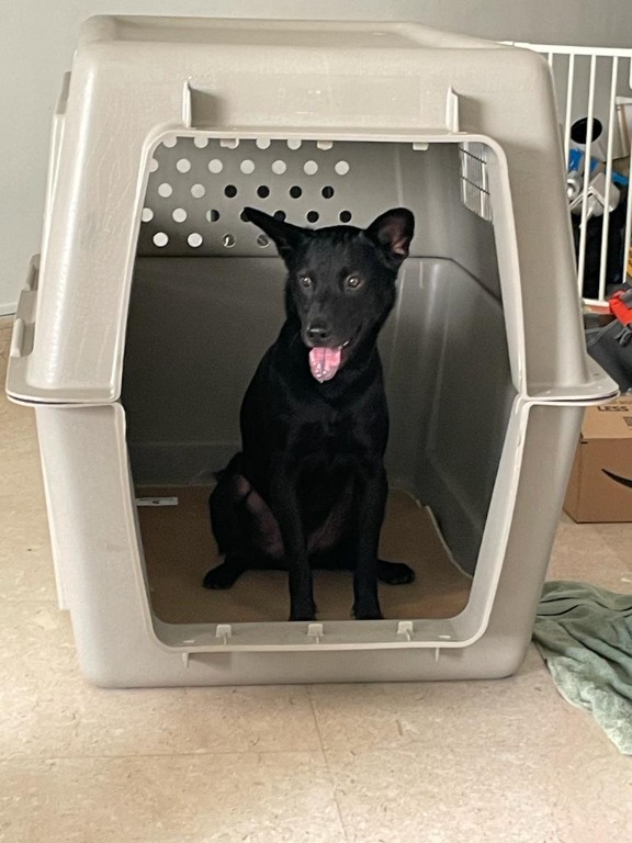 Petmate giant dog crate sale