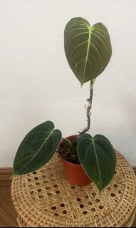 (Category: ) located in . Submitted by smadam (Listing ID 1143879939, Image 1). Description: .