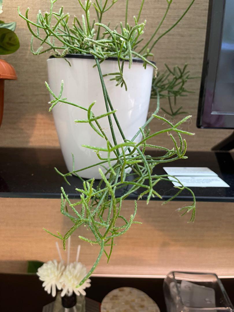 Rhipsalis in self watering Pot (Category: Plants & Seeds) located in Pasig City. Submitted by ben.rices (Listing ID 1144041231, Image 2). Description: Fundraising for my Cat, Moon, Vet Bills. He is confined for stones in his bladder. Thank you! .