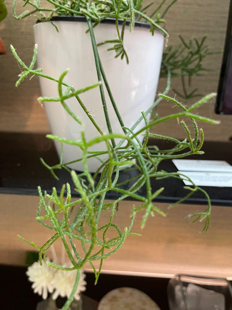 Rhipsalis in self watering Pot (Category: Plants & Seeds) located in Pasig City. Submitted by ben.rices (Listing ID 1144041231, Image 3). Description: Fundraising for my Cat, Moon, Vet Bills. He is confined for stones in his bladder. Thank you! .